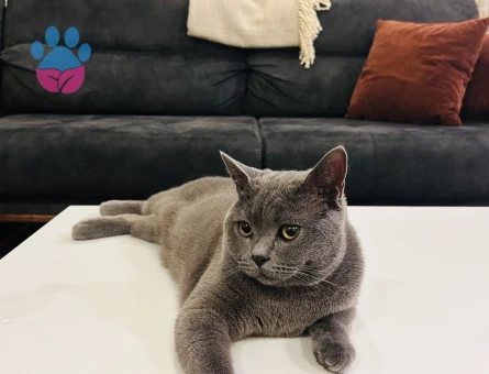 British Shorthair 1 Yaşında Eş Arıyor