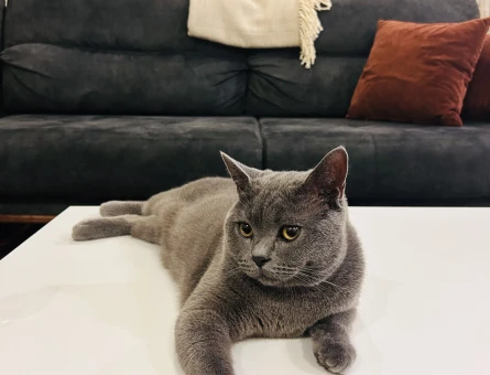 British Shorthair 1 Yaşında Eş Arıyor - 118966548