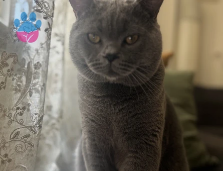 British Shorthair 1 Yaşında Eş Arıyor