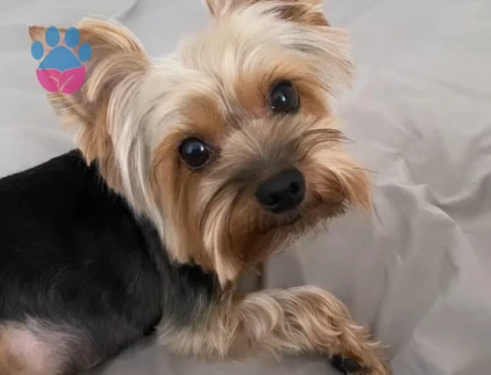 Yorkshire Terrier 5 Yaşında Eş Arıyoruz