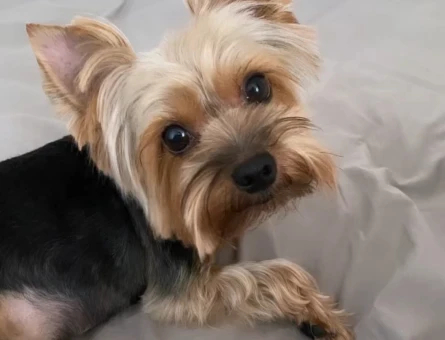 Yorkshire Terrier 5 Yaşında Eş Arıyoruz - 118966550