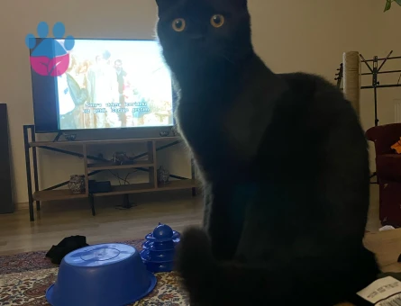 Mr.Asil İçin Bir Hanımefendi Arıyoruz