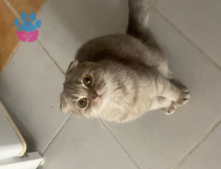 Scottish Fold 11 Aylık Oğlum İçin Gelin Arıyorum