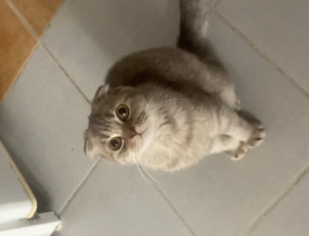 Scottish Fold 11 Aylık Oğlum İçin Gelin Arıyorum - 118966552