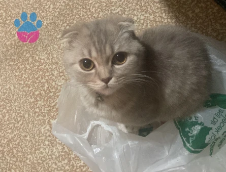 Scottish Fold 11 Aylık Oğlum İçin Gelin Arıyorum