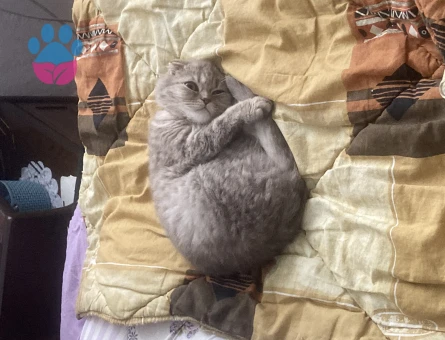 Scottish Fold 11 Aylık Oğlum İçin Gelin Arıyorum