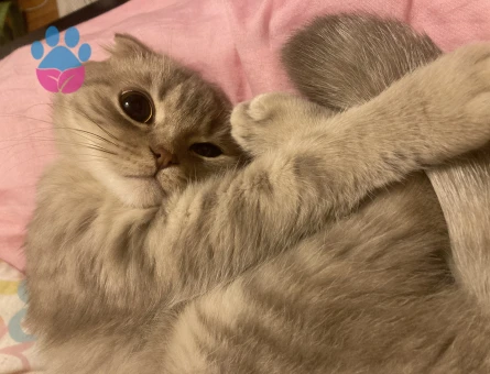 Scottish Fold 11 Aylık Oğlum İçin Gelin Arıyorum