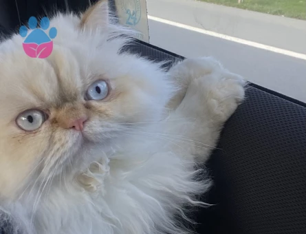 Himalayan cinsi bir bey arıyoruz