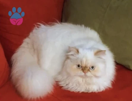 Himalayan cinsi bir bey arıyoruz