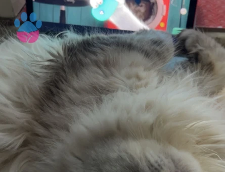British LongHair Chincilla