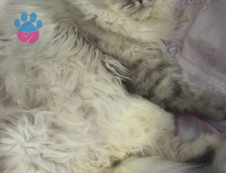 British LongHair Chincilla