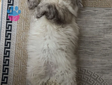 British LongHair Chincilla