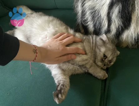 Güzeller güzeli kızıma eş arıyorum