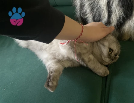 Güzeller güzeli kızıma eş arıyorum