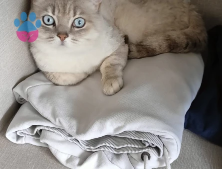 2 yaşında olan Şekomuza eş arıyoruz