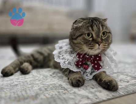 Badem scottish fold 4 yaş