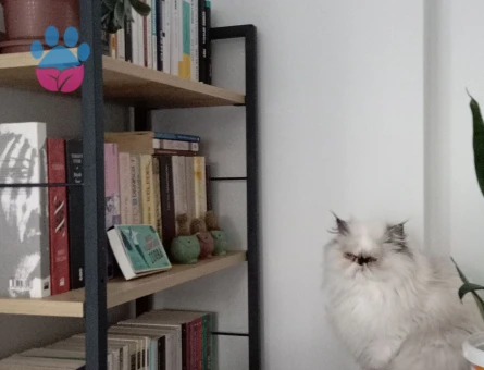 Kedime eş arıyorum