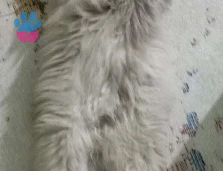 Kedime eş arıyorum