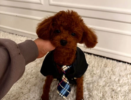 Kore poodle eş ilanıdır gelin adayı arıyoruz - 118976425