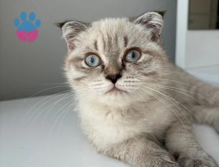 British Shorthair 1 Yaşında Eş Arıyor