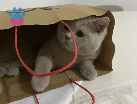 Yakışıklı Oğlumuz için gelin arıyoruz