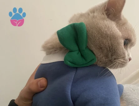 Yakışıklı Oğlumuz için gelin arıyoruz