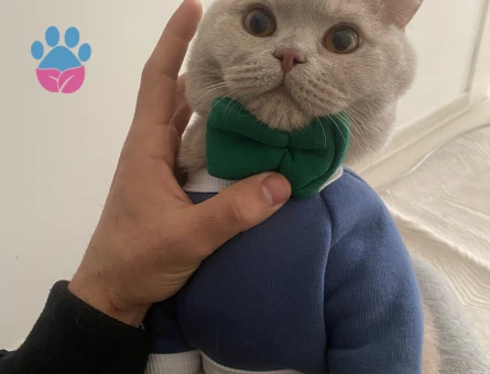 Yakışıklı Oğlumuz için gelin arıyoruz