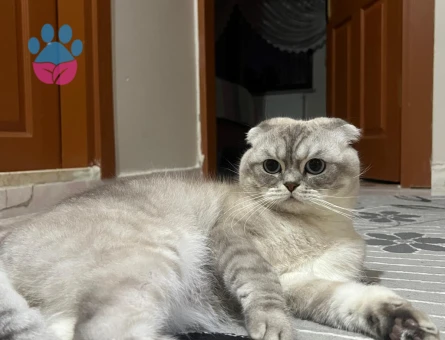 Scottish fold shorthair SCR li Erkek kedime acil eş arıyorum.