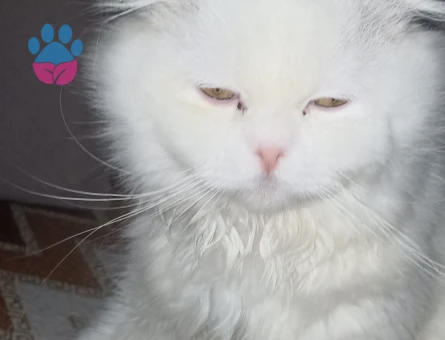 Oğluma gelin adayı Arıyoruz