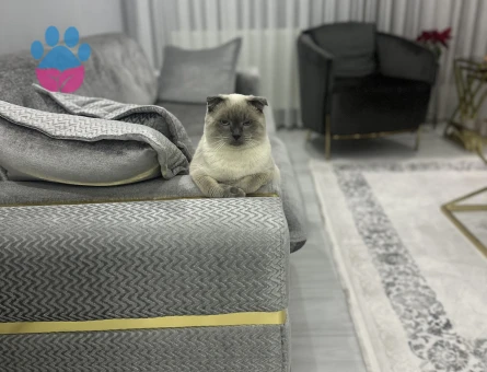 Scottish Fold Kedime Eş Arıyorum
