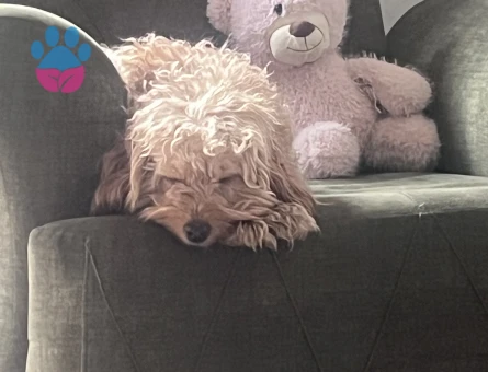 Maltipoo Canım kızım 2 Yaşında