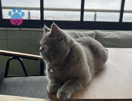 British Shorthair 1 Yaşında Eş Arıyor