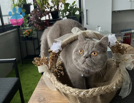 British Shorthair 1 Yaşında Eş Arıyor