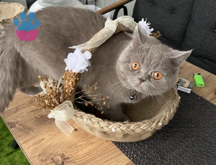 British Shorthair 1 Yaşında Eş Arıyor