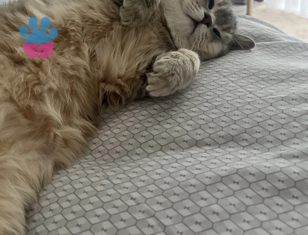 Oğluşuma arkadaş arıyorum.