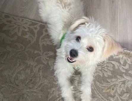 Maltese Terrier Oğlum İçin Eş Arıyorum - 118968784