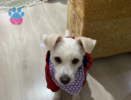 Maltese Terrier Oğlum İçin Eş Arıyorum