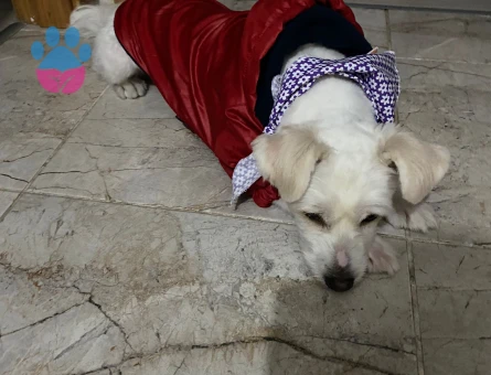 Maltese Terrier Oğlum İçin Eş Arıyorum