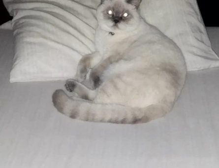 British Shorthair Kedime Eş Arıyorum - 118968785