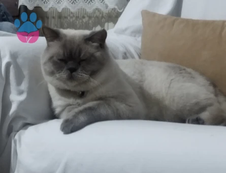 British Shorthair Kedime Eş Arıyorum