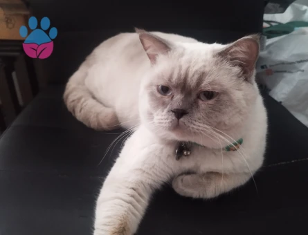 British Shorthair Kedime Eş Arıyorum