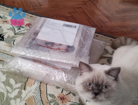 British Shorthair Kedime Eş Arıyorum