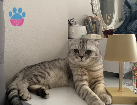 Scottish Fold 2 Yaşında Erkek Eş Arıyor