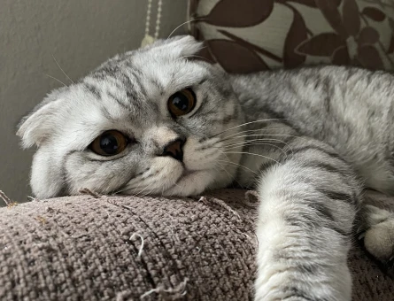 Scottish Fold 2 Yaşında Erkek Eş Arıyor - 118968789