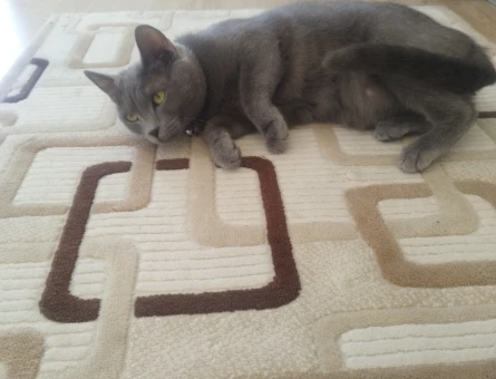 Russian Blue 3 Yaşında Eş Arıyor - 118968792