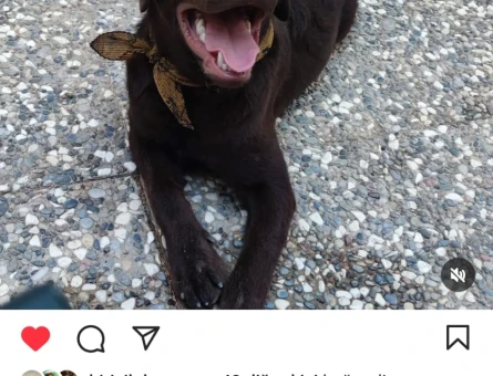 Labrador Oğlum Max Eş Arıyor - 118968795
