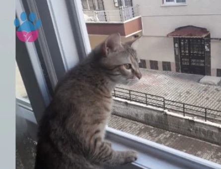 tekir 1 yasında erkek arıyorum