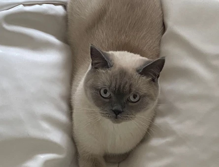 Biritshorthair blue point Kedimize eş arıyoruz - 118968805