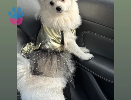 Pomeranian Boo Kızıma Eş Arıyorum