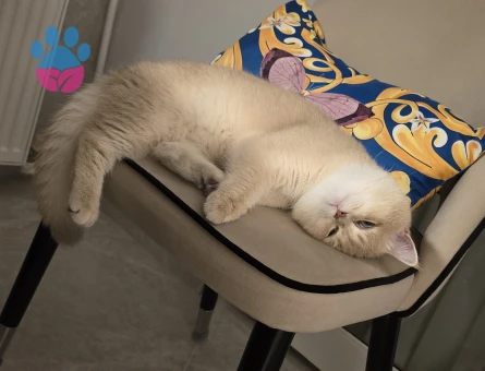 CY12 BRITISH SHORT HAIR OĞLUMA EŞ ARIYORUM